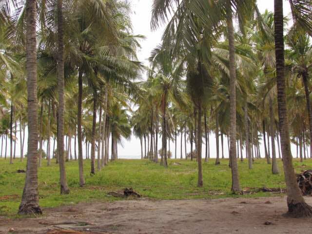 Plot For Sale Gezaulole